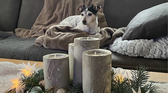 Gem&uuml;tliche Vorweihnachtszeit f&uuml;r Jacky (Foto: Silke Stark)