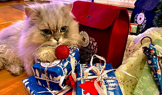 Willy und die Weihnachtsgeschenke (Foto: Anja Z.) Willy und die Weihnachtsgeschenke (Foto: Anja Z.)