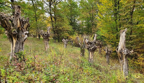 Unter anderem im Naturschutzgebiet R&uuml;digsdorfer Schweiz wurden alte Hainbuchen mit beh&ouml;rdlichem Segen geschneitelt, um eine historische Form der Waldbewirtschaftung wiederzubeleben. Sie starben jedoch ab, weil man grundlegende Erkenntnisse nicht beachtete.  (Foto: Bodo Schwarzberg )