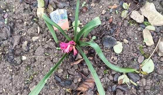 Ein Willkommen der ersten Hyazinthe des Jahres am Dreikönigstag (Foto: T.Leipold) Ein Willkommen der ersten Hyazinthe des Jahres am Dreikönigstag (Foto: T.Leipold)