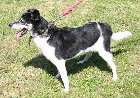 Suche Herrchen oder Frauchen (Foto: Hellberg) Suche Herrchen oder Frauchen (Foto: Hellberg)