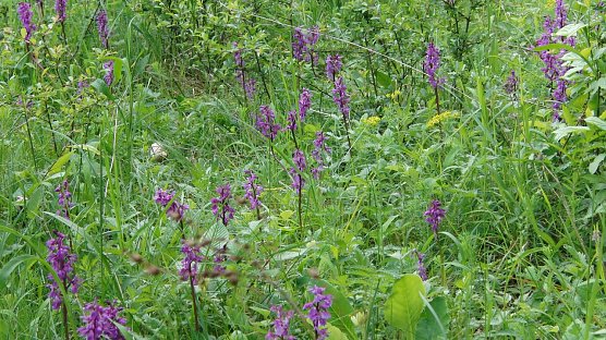Das Stattliche Knabenkraut (Orchis mascula) ist h&auml;ufiger und anpassungsf&auml;higer, als das Blasse Knabenkraut. Jedoch leiden vor allem seine Wiesenbest&auml;nde unter einem Umbau der Magerrasen als Folge ungeeigneter Bewirtschaftung, so dass es zur&uuml;ckgeht.  (Foto: Bodo Schwarzberg)