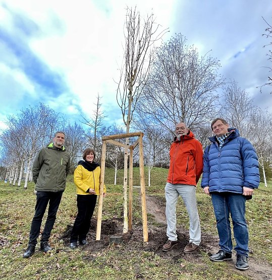 Neuer Gedenkbaum für Albert van Hoey (Foto: Stadt Nordhausen) Neuer Gedenkbaum für Albert van Hoey (Foto: Stadt Nordhausen)