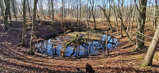 Karsterscheinungen im Mackenr&ouml;der Forst (Foto: Firouz Vladi)