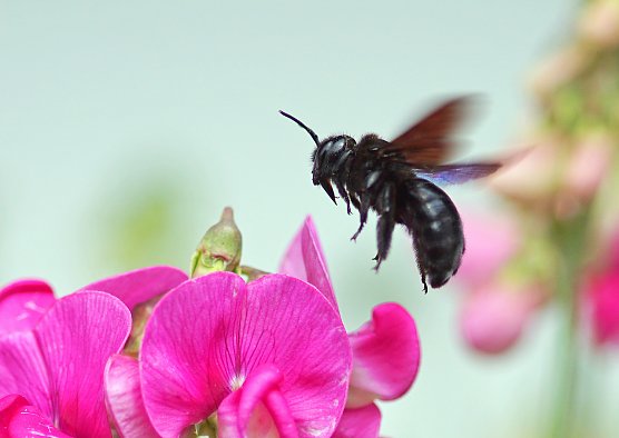 Blauschwarze Holzbiene (Foto: Lutz Klapp_NABU Th&uuml;ringen)