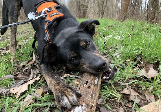 Brut-, Setz- und Aufzuchtzeit: Bitte Hunde an die Leine nehmen (Foto: emw)