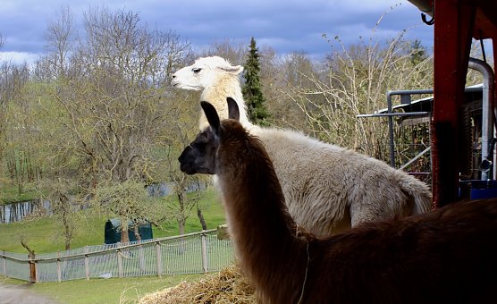Herdenchef C&auml;sar (hinten), Lama Bruno vorne im Bild (Foto: Eva Maria Wiegand)