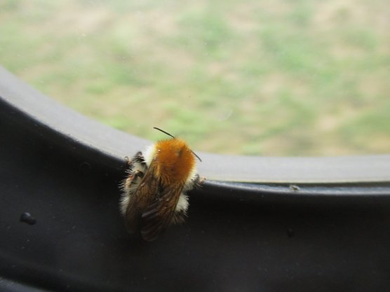 Bei dem Aprilwetter da drau&szlig;en sicher die angenehmere Art zu reisen (Foto: Bernd Thielbeer)