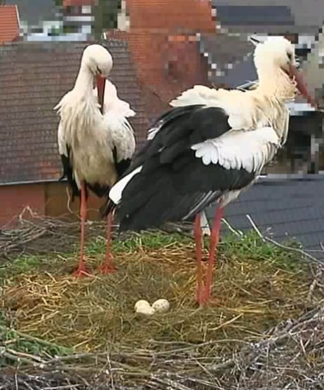 Das Görsbacher Storchenpaar hatte ein paar Startschwierigkeiten (Foto: Siegfried Junker) Das Görsbacher Storchenpaar hatte ein paar Startschwierigkeiten (Foto: Siegfried Junker)
