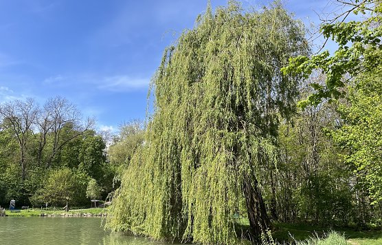 Der Fr&uuml;hling ist wieder da. Hier am B&ouml;hmenteich in Bad Langensalza (Foto: oas)
