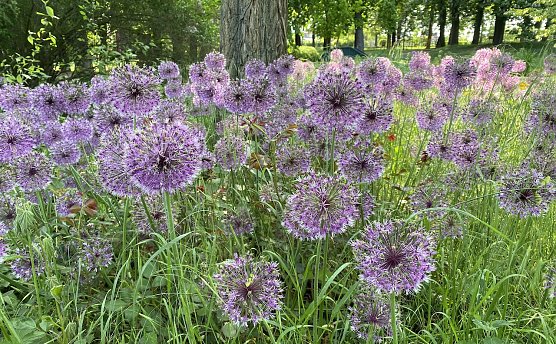 Ruhiges, freundliches, warmes Wetter bestimmt weiterhin den Wonnemonat (Foto: oas) Ruhiges, freundliches, warmes Wetter bestimmt weiterhin den Wonnemonat (Foto: oas)