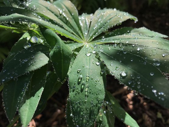 Wetterbild (Foto: she) Wetterbild (Foto: she)