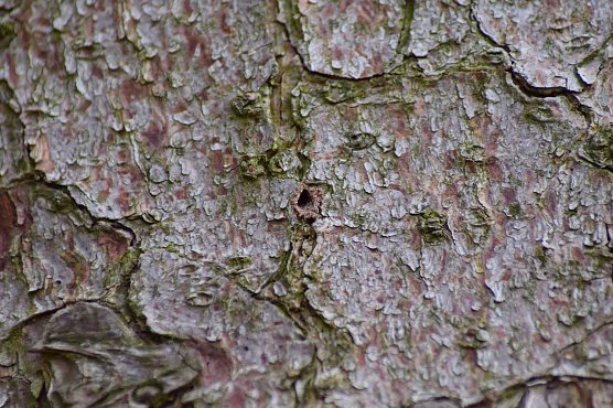 Ein wenige Millimeter gro&szlig;es Buchdrucker-Einbohrloch an einem Fichtenstamm (Foto: Th&uuml;ringenForst A&ouml;R)