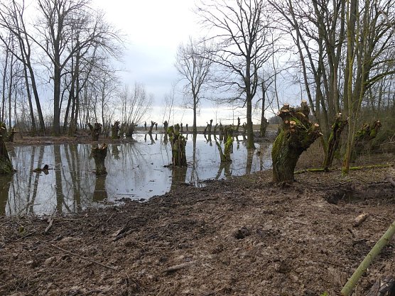 Gepflegte Kopfweiden am Igelsee bei Allmenhausen (Foto: Landschaftspflegeverband S&uuml;dharz/Kyffh&auml;user)