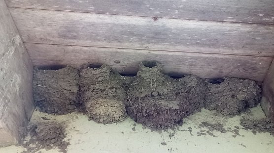 Mehlschwalbennester in Reih und Glied finden sich auf der Ziegenalm. Jeder Quadratzentimeter ist bebaut, wie auch das Video zeigt. (Foto: Rosalinde Frank)