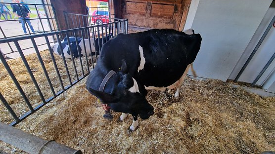 Das ist "Rosi" (Foto: nnz)