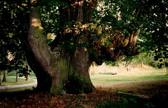 Linde als Kulturdenkmal im Anwesen der Familie Scharr in Utterode (Foto: H.Kneffel) Linde als Kulturdenkmal im Anwesen der Familie Scharr in Utterode (Foto: H.Kneffel)