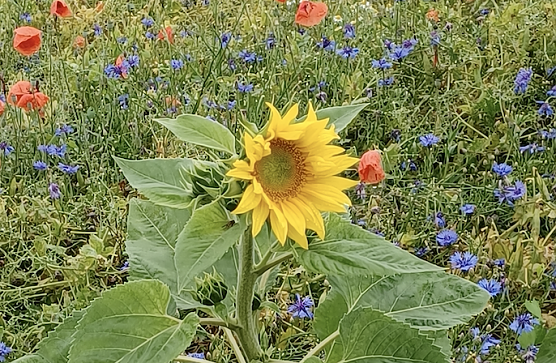 Schnappschuss am Wegesrand - R&uuml;diger Neitzke wandert dieser Tage durch Th&uuml;ringen (Foto: R&uuml;diger Neitzke)