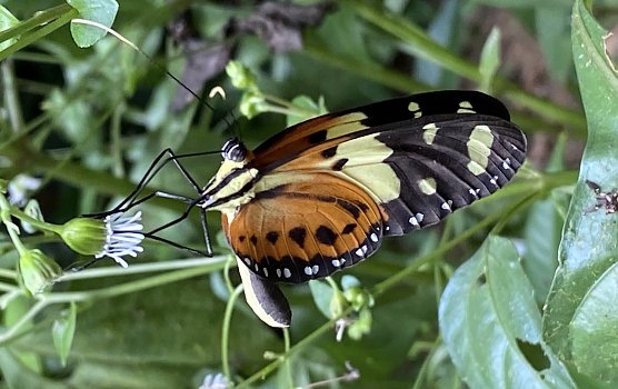 Prachtvoller Falter im brasilianischen Regenwald (Foto: Mo.B.Wie)
