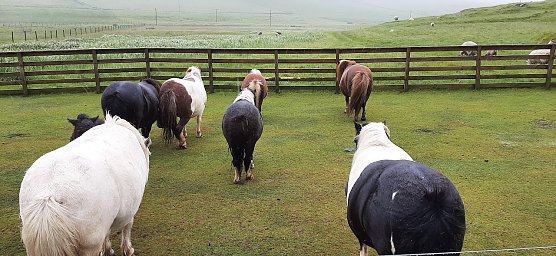 Immer sch&ouml;n gegen den Sturm stehen. Ponys auf Shetland (Foto: Yvonne Morgenstern)