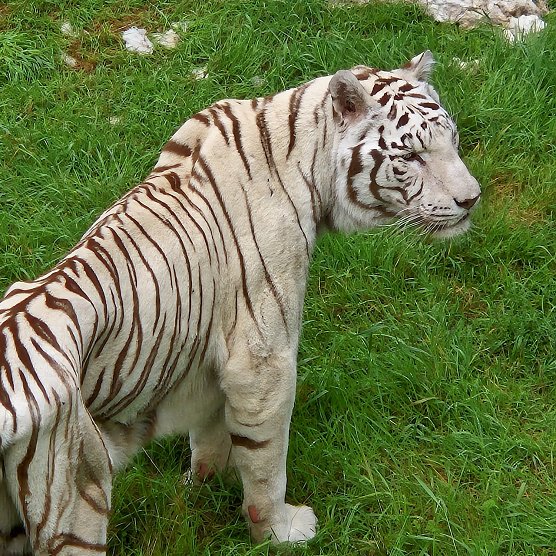 Wei&szlig;er Tiger - Serengeti Park in Hodenhagen (3) (Foto: Familie Steinecke)