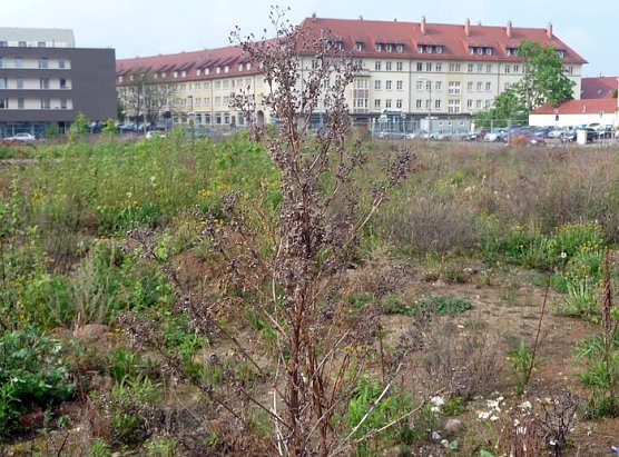 Botanisches Kleinod (Foto: nnz) Botanisches Kleinod (Foto: nnz)