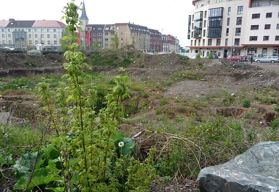 Botanisches Kleinod (Foto: nnz) Botanisches Kleinod (Foto: nnz)