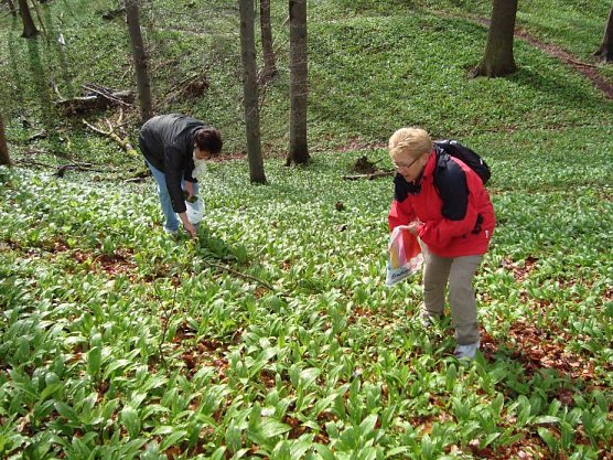 Wanderer beim Kr&auml;uter sammeln (Foto: Gemeinde Ilfeld)