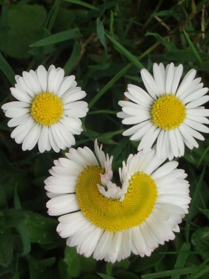 Das lächelnde Gänseblümchen (Foto: Christine Angerer-Resch) Das lächelnde Gänseblümchen (Foto: Christine Angerer-Resch)