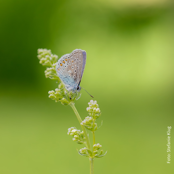 Tagfalter aus der Nähe (Foto: Stefanie Klug) Tagfalter aus der Nähe (Foto: Stefanie Klug)