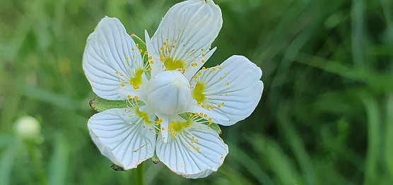 Eine Bl&uuml;te des stark gef&auml;hrdeten Sumpf-Herzblatts (Parnassia palustris). Die Art ist eine Fliegent&auml;uschblume: Die gelben Nektarbl&auml;tter sind Attrappen ohne Nektar und lassen die Best&auml;uber hungrig zur&uuml;ck. T&auml;uschung hat also eine viel l&auml;ngere Tradition, als in der Politik. Au&szlig;erdem ist die Bl&uuml;te streng vorm&auml;nnlich. Zun&auml;chst sind die m&auml;nnlichen Staubbeutel reif. Erst nach deren Abwerfen (hier erfolgt) &ouml;ffnet sich die Narbe (hier noch nicht). So wird Selbstbest&auml;ubung ausgeschlossen. (Foto: Bodo Schwarzberg)