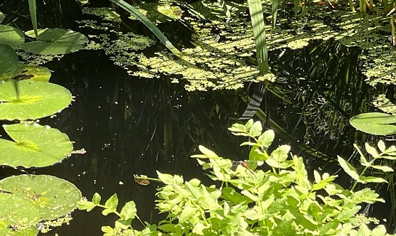 Der Hochsommer legt mal wieder eine Pause ein (Foto: oas) Der Hochsommer legt mal wieder eine Pause ein (Foto: oas)