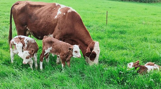 Flo, die Mutterkuh mit ihren Drillingen im saftigen Gr&uuml;n (Foto: privat)