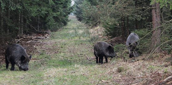 Wildschweine ohne Nachwuchs sind erfahrungsgem&auml;&szlig; wenig aggressiv � trotzdem sollten Waldbesucher (mit Hund) nicht auf die Tiere zugehen (Foto: Andreas Knoll)