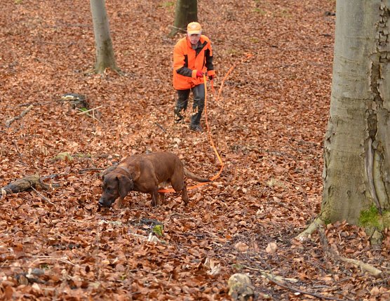 Ein steter Jagdbegleiter: der Hund (Foto: Andreas Knoll) Ein steter Jagdbegleiter: der Hund (Foto: Andreas Knoll)