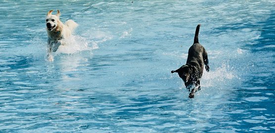 F&uuml;r Vierbeiner gab es gestern im Salzabad jede Menge Wasserspa&szlig; (Foto: agl)