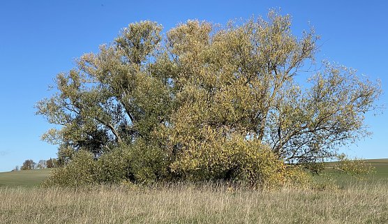 Die Blattfärbung beginnt (Foto: oas) Die Blattfärbung beginnt (Foto: oas)