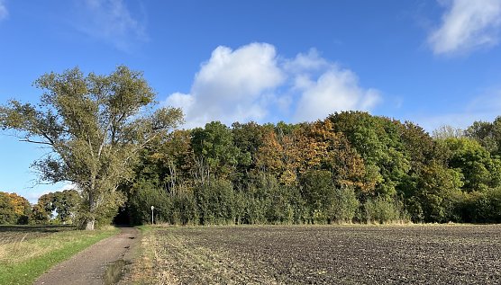 Am Badewäldchen Bad Langensalza (Foto: oas) Am Badewäldchen Bad Langensalza (Foto: oas)