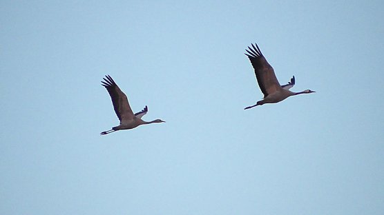 Kraniche im Anflug (Foto: Ulrich Reinboth)