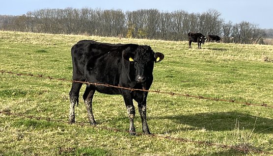 Hat seinen Schatten schon seit einigen Tagen nicht mer gesehen: Jungbulle am Harth-Haus (Foto: oas) Hat seinen Schatten schon seit einigen Tagen nicht mer gesehen: Jungbulle am Harth-Haus (Foto: oas)