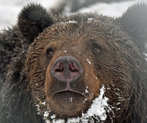 B&auml;r Pedro freut sich schon auf den Advent (Foto: B&auml;renpark)
