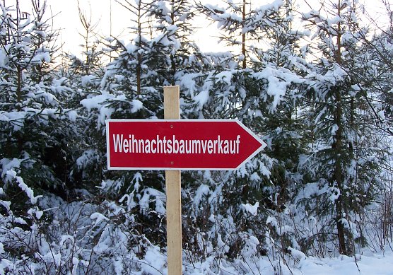 Ein Naturbaum und den am besten selbst schlagen beim Waldbesitzenden um die Ecke � samt Winterspa&szlig; f&uuml;r die ganze Familie (Foto: Dr. Horst Spro&szlig;mann)