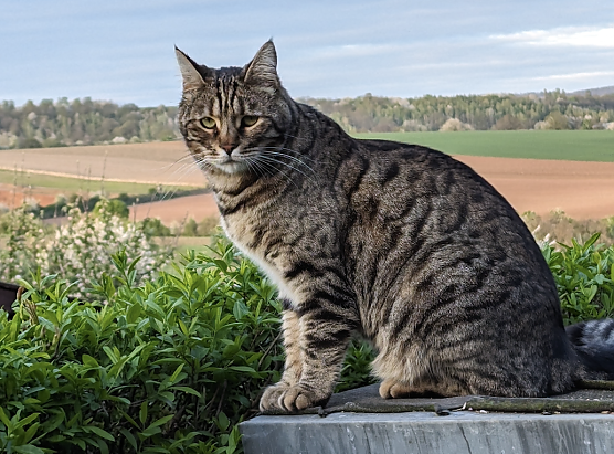 Kater Rufus wird seit Mitte Dezember vermisst (Foto: privat)