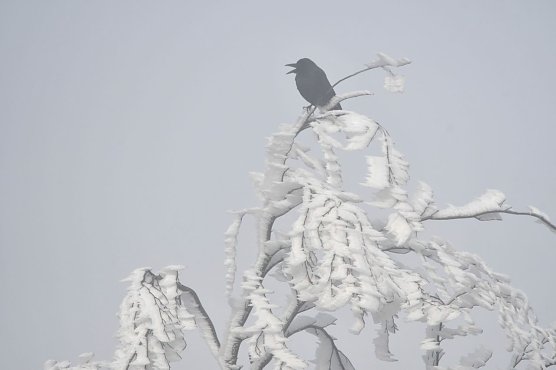 Im Wald stellen Winterstürme für Menschen eine besondere Gefahr dar (Foto: Ralf Sikorski) Im Wald stellen Winterstürme für Menschen eine besondere Gefahr dar (Foto: Ralf Sikorski)