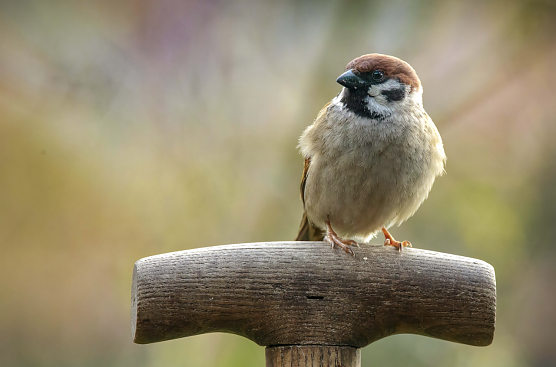 Der Feldsperling lässt sich auch im Winter blicken (Foto: NABU/Winfried Rusch) Der Feldsperling lässt sich auch im Winter blicken (Foto: NABU/Winfried Rusch)