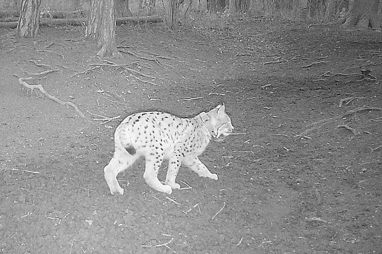 Eine Wildtierkamera nahm Luchsweibchen Nova im Saaletal auf (Foto: Birgit Zwilling ) Eine Wildtierkamera nahm Luchsweibchen Nova im Saaletal auf (Foto: Birgit Zwilling )