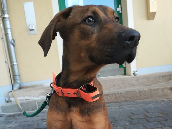 Diese ca. 6 Monate alte H&uuml;ndin wurde r&uuml;cksichtslos im Helbetal ausgesetzt (Foto: LPI Nordhausen)