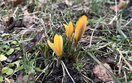 Beginnt mit dem März der Frühling? Erste Boten im Kurpark Bad Langensalza (Foto: oas) Beginnt mit dem März der Frühling? Erste Boten im Kurpark Bad Langensalza (Foto: oas)