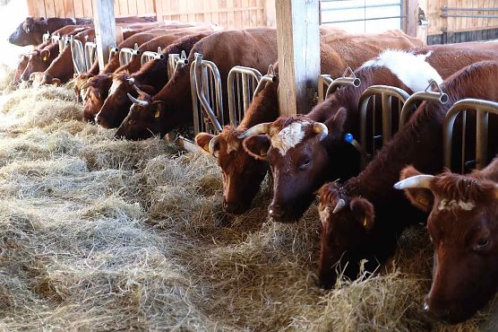 Rotbunte Zucht (Foto: Reinhard Jung)