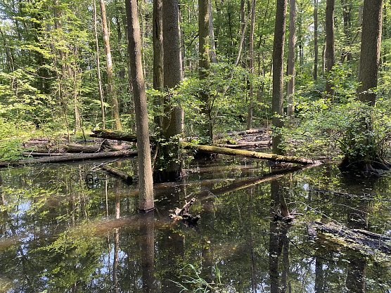 Wilde, unber&uuml;hrte Natur im Nationalpark Hainich (Foto: uhz Archiv)